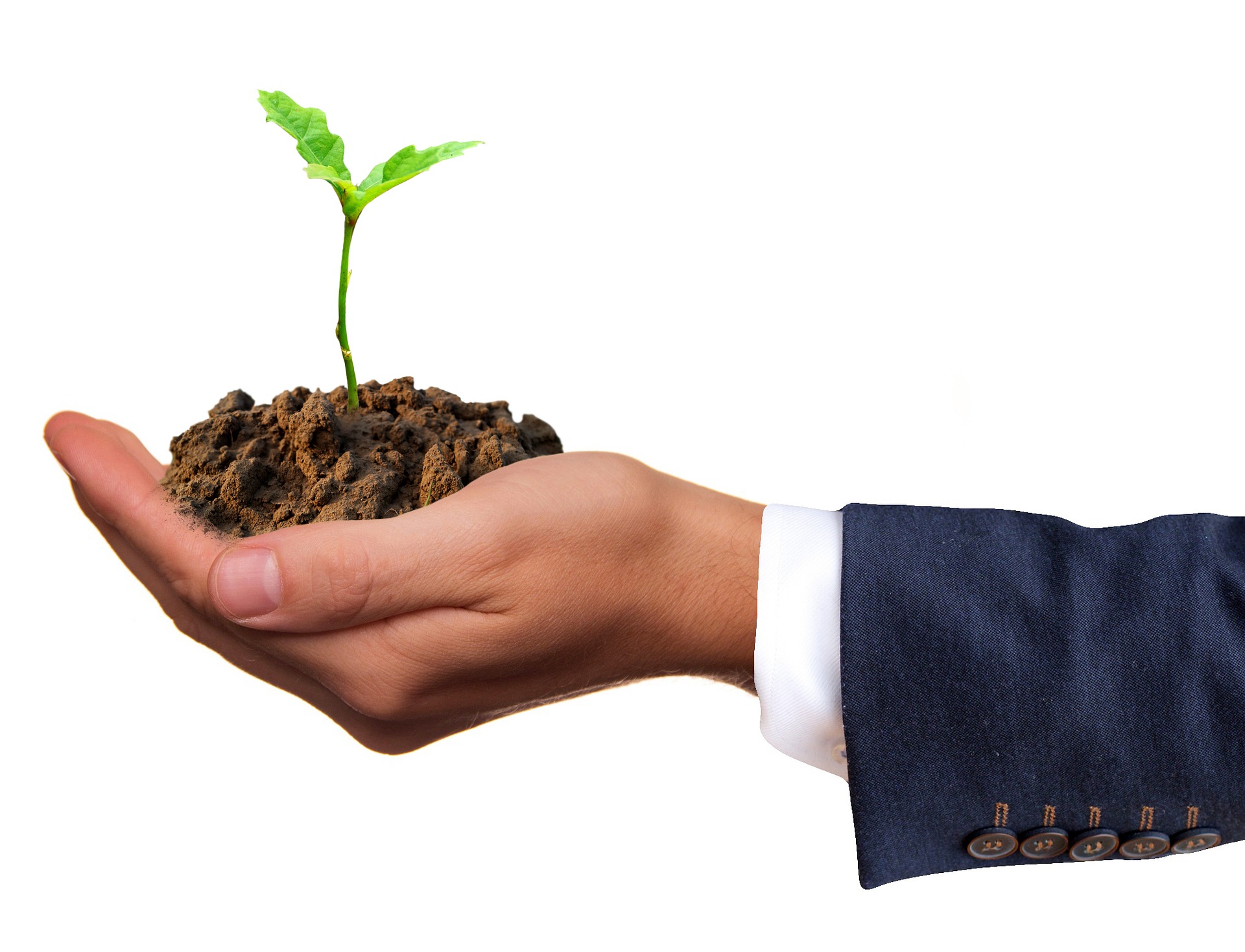 Hand holding a green shoot growing in a handful of soil