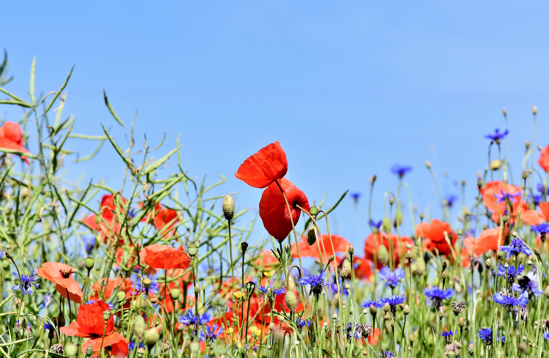 wildflower meadow