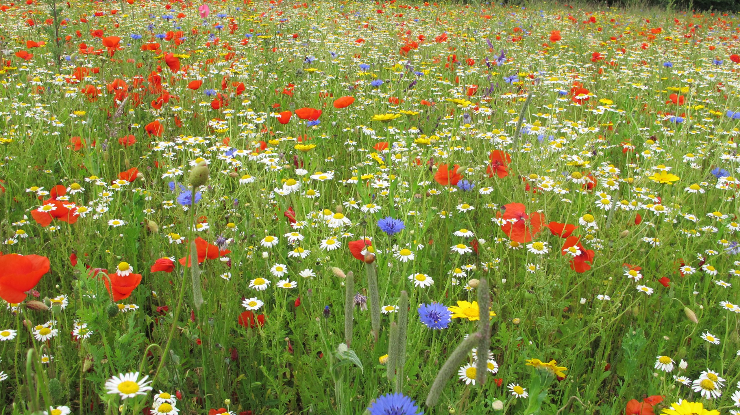 Oak Tree Flower Meadow.jpg