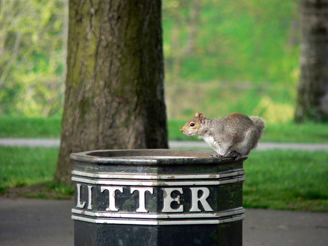 Squirrel sat on a litter bin