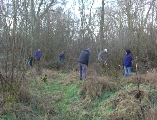 Ipswich Wildlife Group: “We’re delighted to have been awarded Member of the Month”