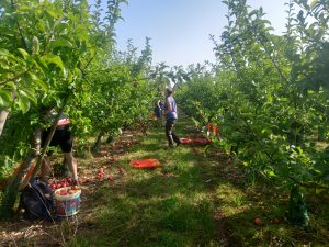 A photo of Still Good Food's popular Apple Gleaning project. 