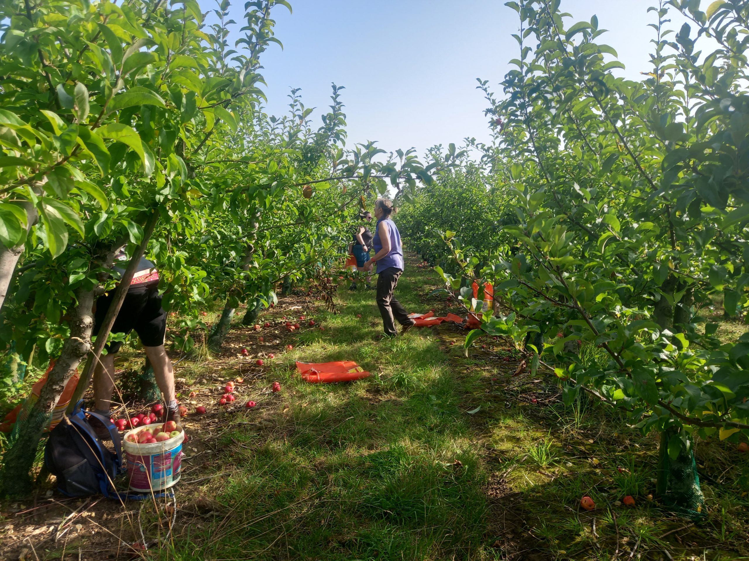 A photo of Still Good Food's popular Apple Gleaning project.